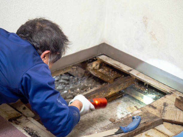 Best Residential Mold Remediation in Venetian Vlage, IL