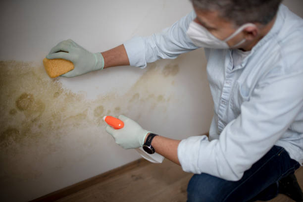 Best White Mold Remediation in Venetian Vlage, IL