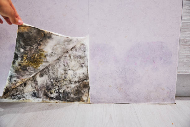 Best Attic Mold Remediation in Venetian Vlage, IL